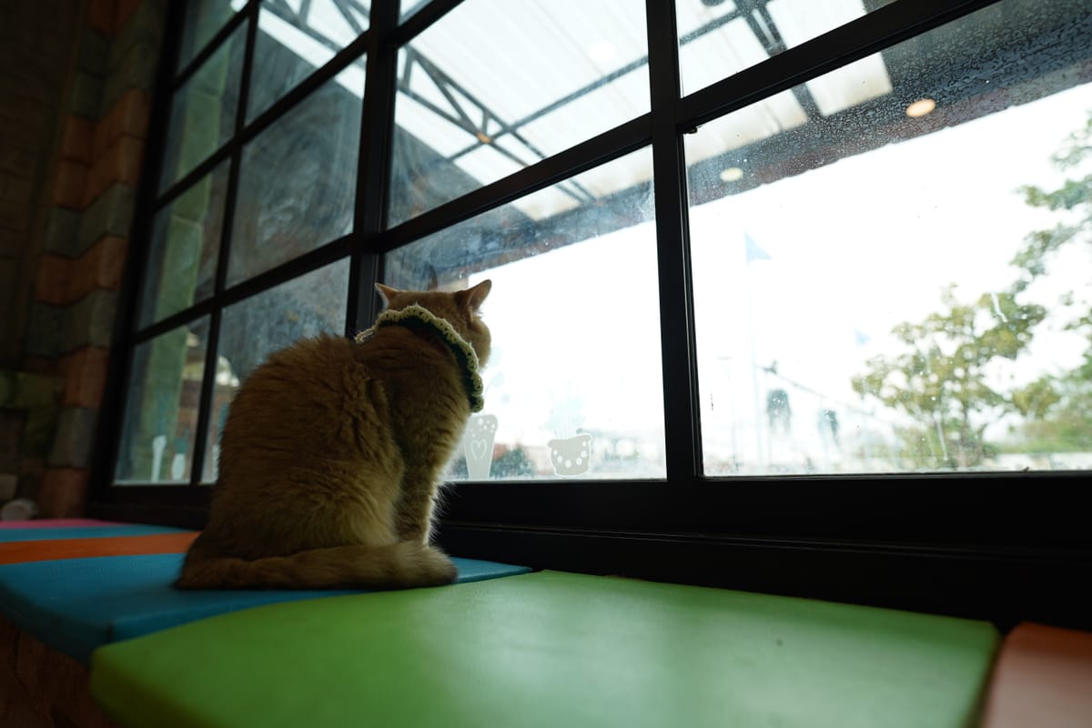 A Purrfectly Hilarious Day at the Museum: Cat-tastrophes and Laughter! 🐾🖼️🎉