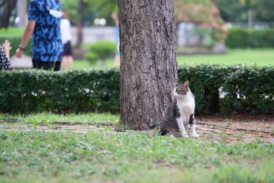 A Purrfect Feline Meetup: Fun and Games in the Park! 🐾🌳