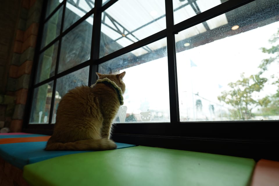 A Purrfectly Hilarious Day at the Museum: Cat-tastrophes and Laughter! 🐾🖼️🎉